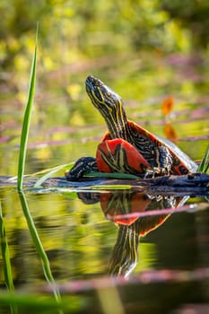 A painted turtle rests on a log in calm water in Twin Lakes, Idaho.