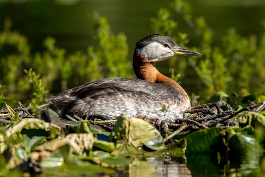 A beautiful red necked Grebe sits on its nest in Twin Lakes, Idaho.