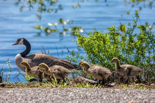 A mother goose and her goslings walking next to the water of Hauser Lake in Idaho.