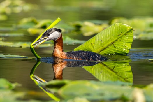 A red necked Grebe carries a lily pad in its beakto its nest.