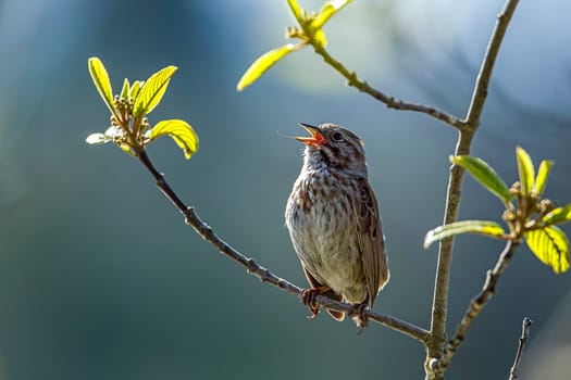 A small song sparrow is perched on a branch in Idaho.