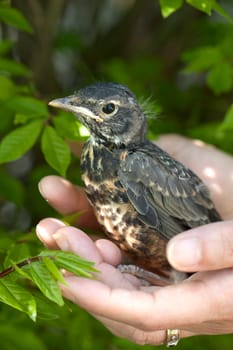 A small baby robin in distress is held in caring hands.