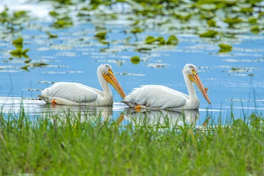 Two white pelicans swim in Hauser Lake in north Idaho.