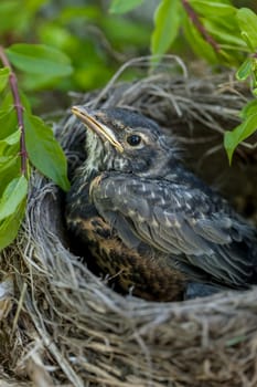 A close up image of a baby robin in the nest.