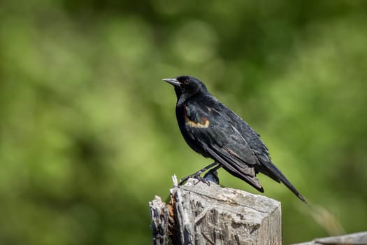 A red winged blackbird is perched on a post in Twin lakes, Idaho.