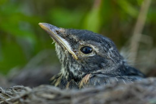 A close up image of a baby robin in the nest.