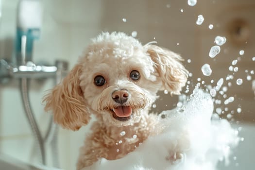 Beige brown poodle in the shower foam in bath