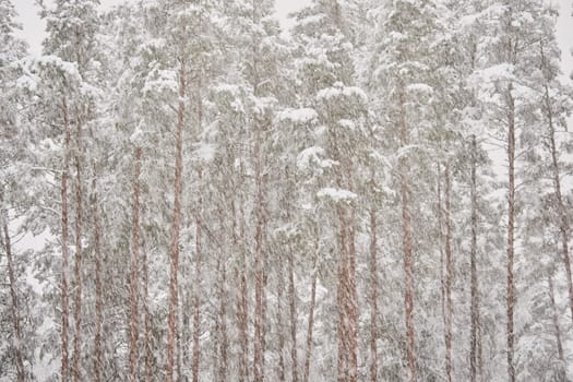 The heavy snowfall in a wild park, winter fairy tale in the forest, snow-covered tree branches, large flakes of snow are slowly falling, nobody, snow storm, blizzard. High quality photo