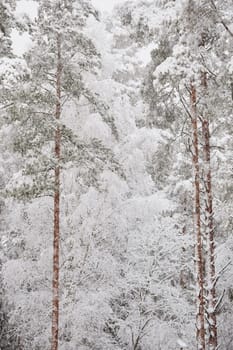 The heavy snowfall in a wild park, winter fairy tale in the forest, snow-covered tree branches, large flakes of snow are slowly falling, nobody, snow storm, blizzard. High quality photo