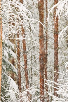 The heavy snowfall in a wild park, winter fairy tale in the forest, snow-covered tree branches, large flakes of snow are slowly falling, nobody, snow storm, blizzard. High quality photo