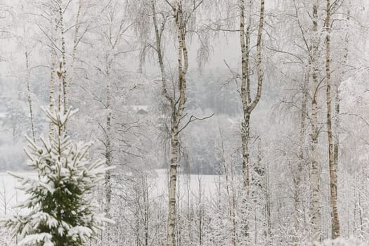 The heavy snowfall in a wild park, winter fairy tale in the forest, snow-covered tree branches, large flakes of snow are slowly falling, nobody, snow storm, blizzard. High quality photo