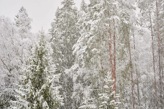 The heavy snowfall in a wild park, winter fairy tale in the forest, snow-covered tree branches, large flakes of snow are slowly falling, nobody, snow storm, blizzard. High quality photo