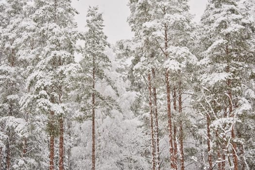 The heavy snowfall in a wild park, winter fairy tale in the forest, snow-covered tree branches, large flakes of snow are slowly falling, nobody, snow storm, blizzard. High quality photo
