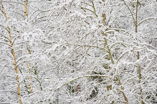 The heavy snowfall in a wild park, winter fairy tale in the forest, snow-covered tree branches, large flakes of snow are slowly falling, nobody, snow storm, blizzard. High quality photo