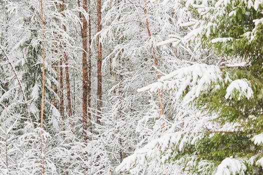 The heavy snowfall in a wild park, winter fairy tale in the forest, snow-covered tree branches, large flakes of snow are slowly falling, nobody, snow storm, blizzard. High quality photo