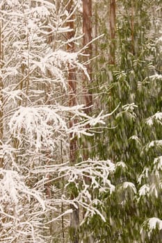 The heavy snowfall in a wild park, winter fairy tale in the forest, snow-covered tree branches, large flakes of snow are slowly falling, nobody, snow storm, blizzard. High quality photo