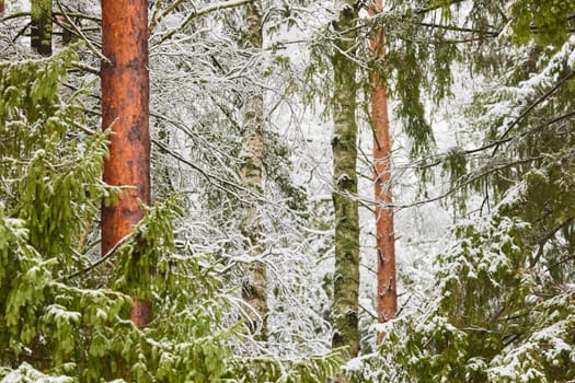 The heavy snowfall in a wild park, winter fairy tale in the forest, snow-covered tree branches, large flakes of snow are slowly falling, nobody, snow storm, blizzard. High quality photo