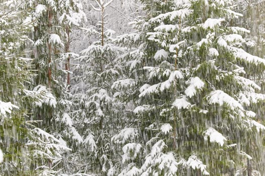 The heavy snowfall in a wild park, winter fairy tale in the forest, snow-covered tree branches, large flakes of snow are slowly falling, nobody, snow storm, blizzard. High quality photo