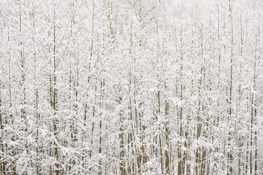 The heavy snowfall in a wild park, winter fairy tale in the forest, snow-covered tree branches, large flakes of snow are slowly falling, nobody, snow storm, blizzard. High quality photo