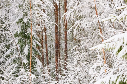 The heavy snowfall in a wild park, winter fairy tale in the forest, snow-covered tree branches, large flakes of snow are slowly falling, nobody, snow storm, blizzard. High quality photo