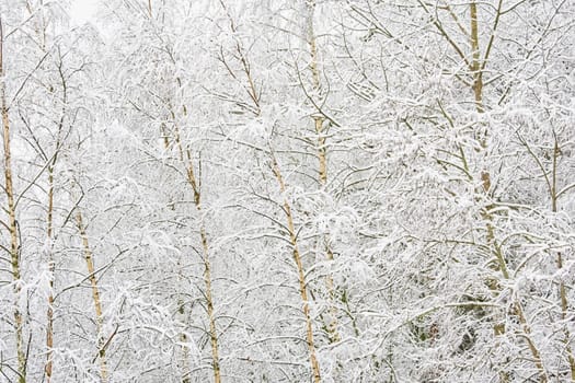 The heavy snowfall in a wild park, winter fairy tale in the forest, snow-covered tree branches, large flakes of snow are slowly falling, nobody, snow storm, blizzard. High quality photo