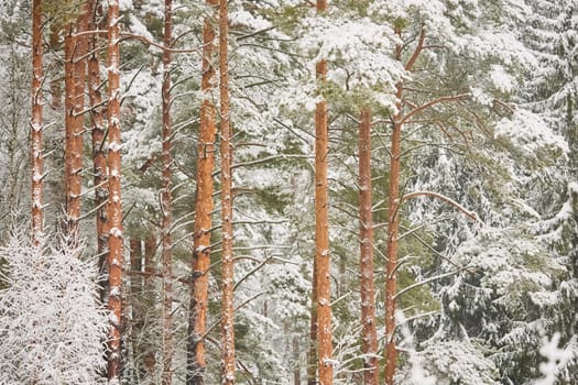 The heavy snowfall in a wild park, winter fairy tale in the forest, snow-covered tree branches, large flakes of snow are slowly falling, nobody, snow storm, blizzard. High quality photo