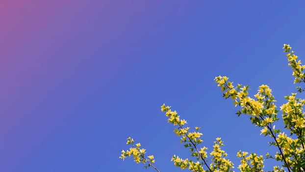 This captivating image showcases delicate branches adorned with vibrant yellow flowers, set against a stunning backdrop of a bright blue sky transitioning to a soft pink gradient. The contrast between the cheerful yellow blossoms and the serene sky creates a visually appealing composition, ideal for various applications. The image's clean lines and soft focus lend themselves to both print and digital media, including websites, social media, calendars, greeting cards, and spring-themed advertisements. The peaceful and optimistic mood evokes feelings of freshness, renewal, and the beauty of nature's awakening. The image's simplicity allows for versatile use, offering a clean, modern feel while maintaining natural beauty.