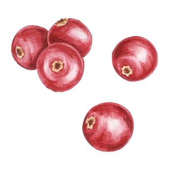 Red cranberry or lingonberry watercolor clipart featuring realistic berries. Ideal for designing festive patterns, food packaging, eco-themed projects, or Nordic-inspired craft labels and branding