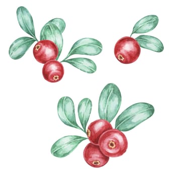 Watercolor clipart of cranberry branches with red berries and green foliage. Perfect for fabric patterns, greeting cards, Nordic-style branding, and holiday-themed merchandise