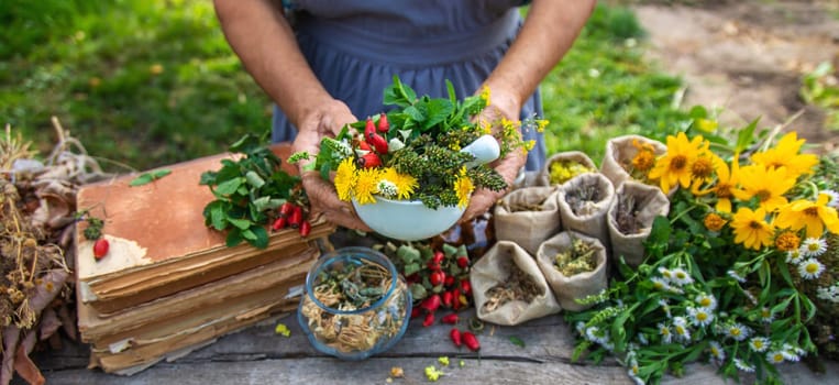 Medicinal herbs alternative medicine old woman. Selective focus. Nature.