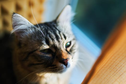 Portrait of grey cat animal striped cute sweet.