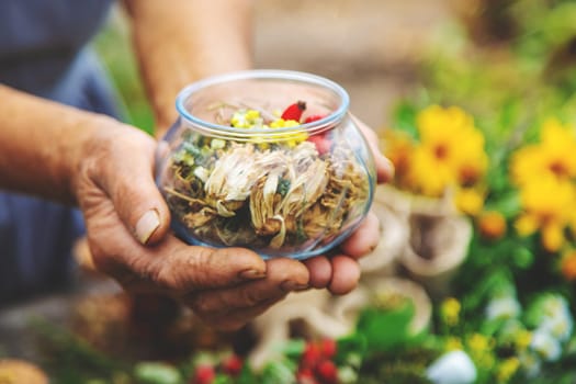 Medicinal herbs alternative medicine old woman. Selective focus. Nature.