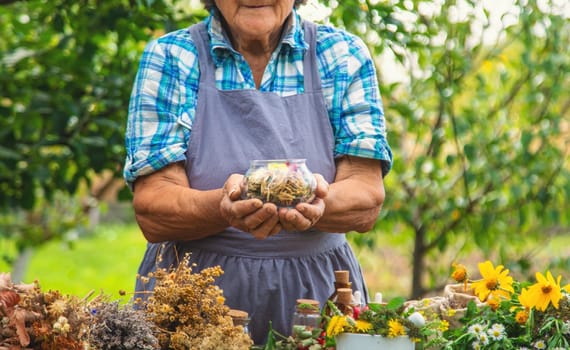 Medicinal herbs alternative medicine old woman. Selective focus. Nature.