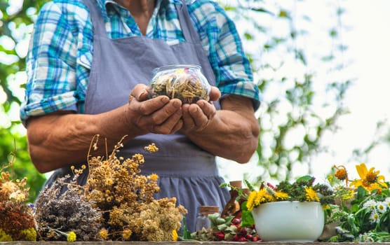 Medicinal herbs alternative medicine old woman. Selective focus. Nature.