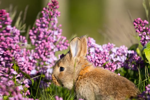a beautiful rabbit jumps among spring lilac flowers, baby animals , Easter