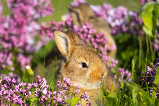 beautiful little rabbit in lilac flowers, baby animals , Easter