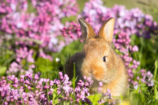 beautiful little rabbit of lilac flowers, baby animals , Easter