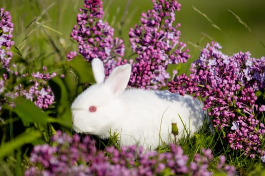 beautiful little white rabbit in lilac flowers, baby animals , Easter