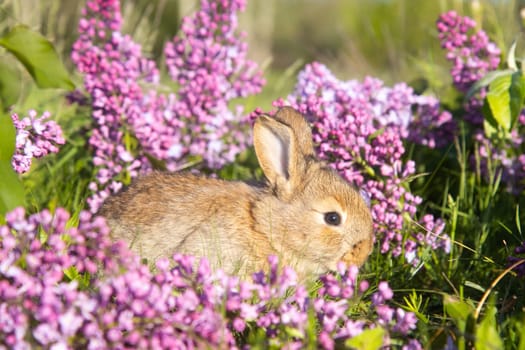 beautiful rabbit among spring lilac flowers, baby animals , Easter