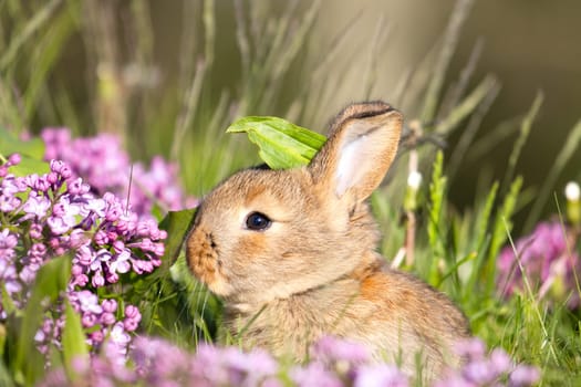 cute rabbit among spring lilac flowers, baby animals , Easter