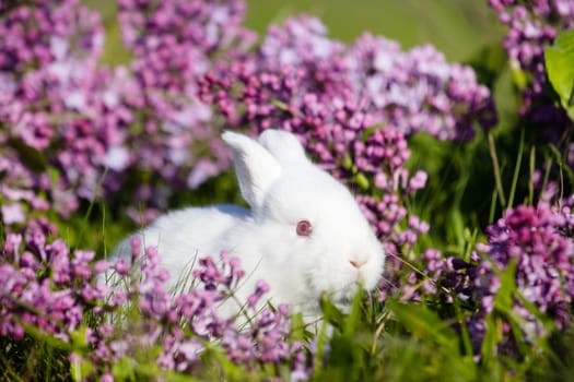 cute white rabbit among spring lilac flowers, baby animals , Easter