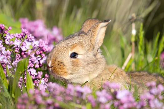 ginger rabbit close-up among spring flowers, baby animals , Easter