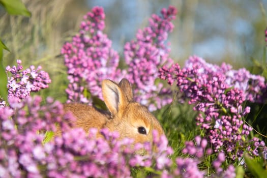 ginger rabbit jumping among spring lilac flowers, baby animals , Easter