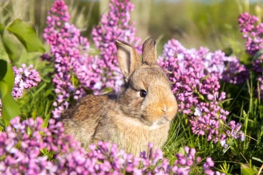 little rabbit among spring lilac flowers, baby animals , Easter