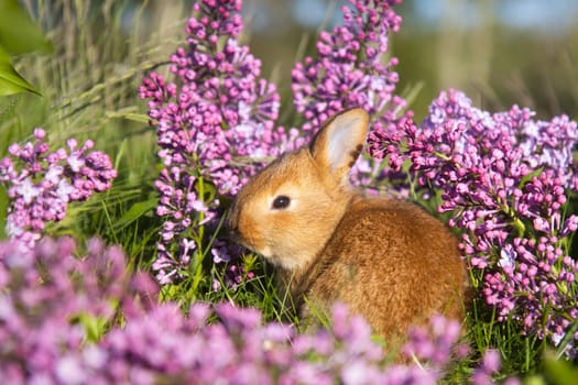 little red rabbit among spring lilac flowers, baby animals , Easter
