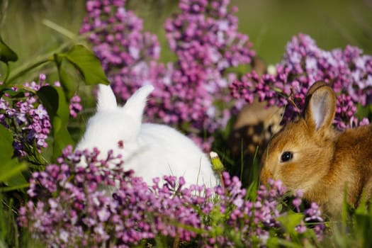 pair of beautiful rabbits in lilac flowers , baby animals , Easter