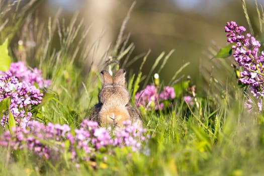 rabbit looking over green grass, baby animals , Easter