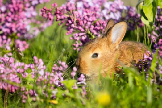 red little rabbit in lilac flowers, baby animals , Easter