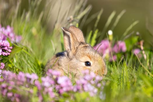red rabbit among spring flowers and green grass, baby animals , Easter