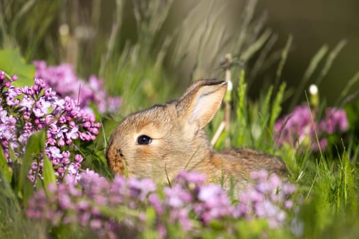 red rabbit among spring flowers, baby animals , Easter